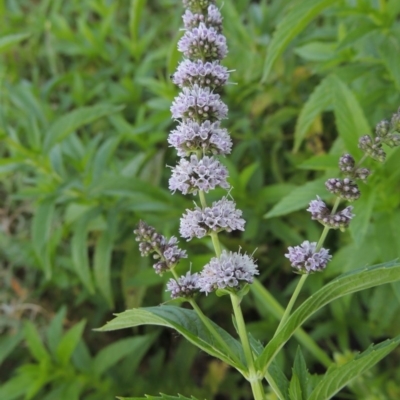 Mentha x piperita (Peppermint) at Gigerline Nature Reserve - 11 Jan 2016 by michaelb