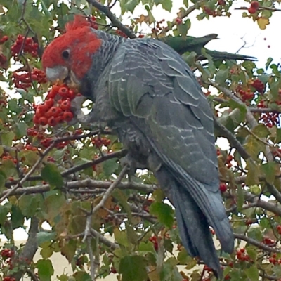 Callocephalon fimbriatum (Gang-gang Cockatoo) at Capital Hill, ACT - 13 Apr 2016 by DebM