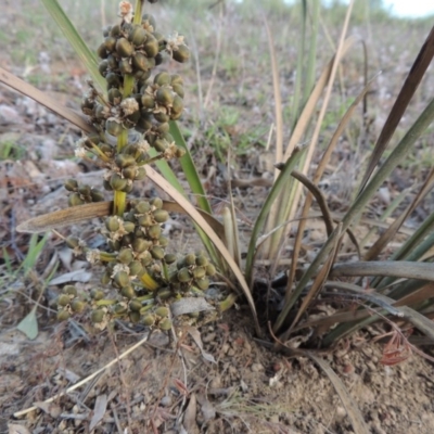 Lomandra multiflora (Many-flowered Matrush) at Tennent, ACT - 11 Jan 2016 by michaelb