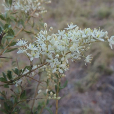 Bursaria spinosa (Native Blackthorn, Sweet Bursaria) at Gigerline Nature Reserve - 11 Jan 2016 by michaelb