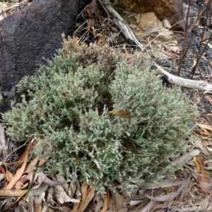 Leucopogon microphyllus var. pilibundus at Acton, ACT - 13 Apr 2016 12:00 AM