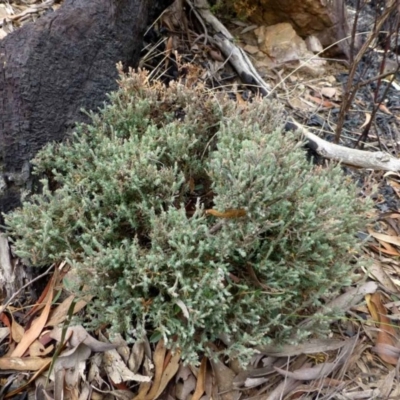 Leucopogon microphyllus var. pilibundus (Hairy Beard Heath) at Black Mountain - 12 Apr 2016 by RWPurdie