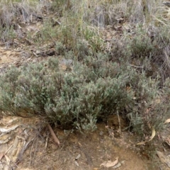 Leucopogon microphyllus var. pilibundus at Acton, ACT - 13 Apr 2016 12:00 AM