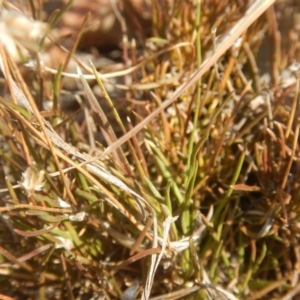 Laxmannia gracilis at Belconnen, ACT - 11 Apr 2016