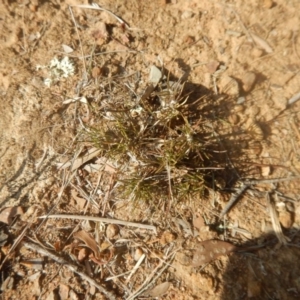 Laxmannia gracilis at Belconnen, ACT - 13 Apr 2016