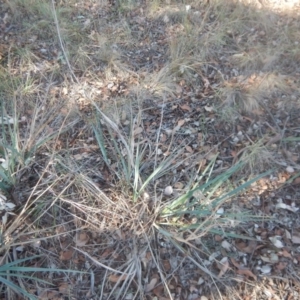 Dianella sp. aff. longifolia (Benambra) at Belconnen, ACT - 11 Apr 2016