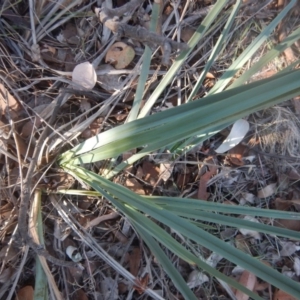 Dianella sp. aff. longifolia (Benambra) at Belconnen, ACT - 11 Apr 2016