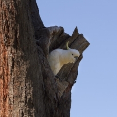 Cacatua galerita (Sulphur-crested Cockatoo) at The Pinnacle - 7 Nov 2015 by AlisonMilton