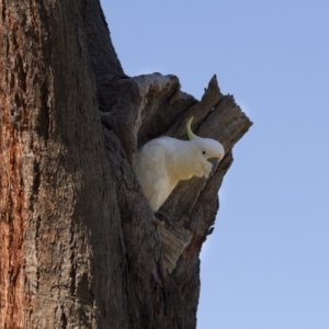 Cacatua galerita at Dunlop, ACT - 8 Nov 2015 09:26 AM