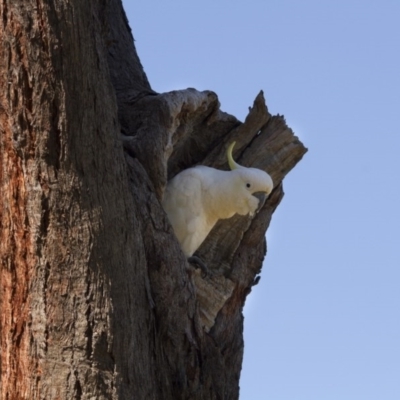 Cacatua galerita (Sulphur-crested Cockatoo) at The Pinnacle - 8 Nov 2015 by AlisonMilton