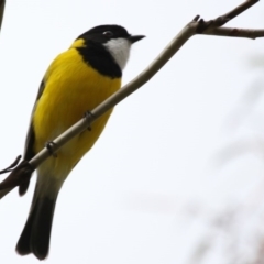 Pachycephala pectoralis (Golden Whistler) at The Pinnacle - 19 Apr 2015 by AlisonMilton