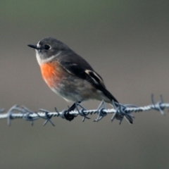 Petroica boodang (Scarlet Robin) at The Pinnacle - 19 Apr 2015 by AlisonMilton