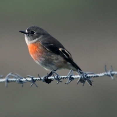 Petroica boodang (Scarlet Robin) at The Pinnacle - 18 Apr 2015 by Alison Milton