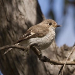 Petroica rosea by AlisonMilton