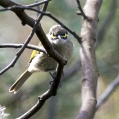 Caligavis chrysops (Yellow-faced Honeyeater) at Hawker, ACT - 19 Apr 2015 by Alison Milton