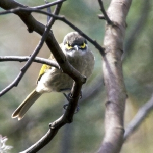 Caligavis chrysops at Hawker, ACT - 19 Apr 2015 11:33 AM