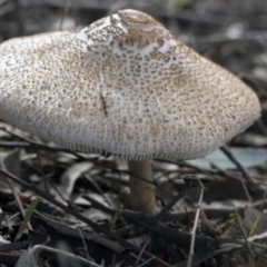 Macrolepiota sp. at The Pinnacle - 19 Apr 2015 by Alison Milton