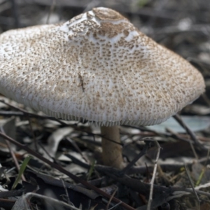 Macrolepiota sp. at Dunlop, ACT - 19 Apr 2015 11:01 AM