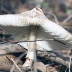 Macrolepiota sp. at Dunlop, ACT - 19 Apr 2015 11:01 AM