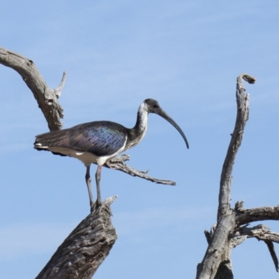 Threskiornis spinicollis (Straw-necked Ibis) at Hawker, ACT - 12 May 2013 by Alison Milton