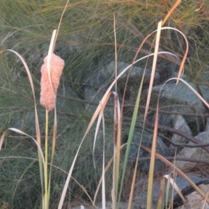 Typha domingensis at Bonython, ACT - 13 Apr 2016