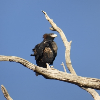 Aquila audax (Wedge-tailed Eagle) at Symonston, ACT - 13 Apr 2016 by Mike