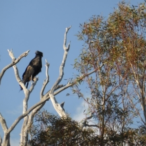 Aquila audax at Isaacs Ridge - 13 Apr 2016