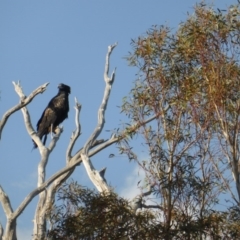 Aquila audax at Isaacs Ridge - 13 Apr 2016