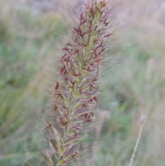 Cenchrus purpurascens (Swamp Foxtail) at Pine Island to Point Hut - 13 Apr 2016 by michaelb