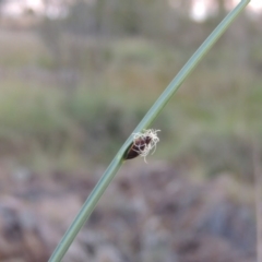 Schoenoplectus pungens (Common Three-Square) at Bonython, ACT - 13 Apr 2016 by MichaelBedingfield