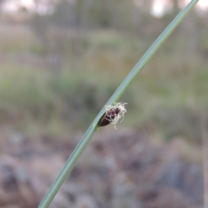 Schoenoplectus pungens at Bonython, ACT - 13 Apr 2016