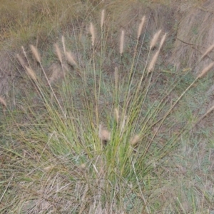 Cenchrus purpurascens at Bonython, ACT - 13 Apr 2016