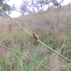 Schoenoplectus pungens at Bonython, ACT - 13 Apr 2016