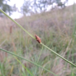 Schoenoplectus pungens at Bonython, ACT - 13 Apr 2016 07:16 PM