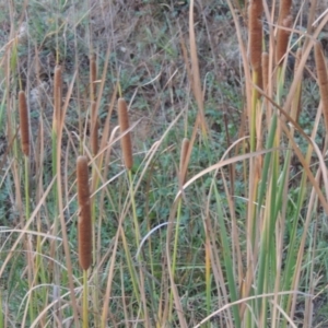 Typha domingensis at Bonython, ACT - 13 Apr 2016 07:17 PM