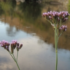 Verbena incompta (Purpletop) at Tennent, ACT - 11 Jan 2016 by michaelb