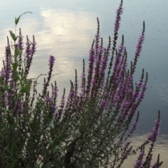 Lythrum salicaria (Purple Loosestrife) at Gigerline Nature Reserve - 11 Jan 2016 by michaelb