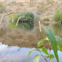 Persicaria lapathifolia (Pale Knotweed) at Gigerline Nature Reserve - 11 Jan 2016 by michaelb