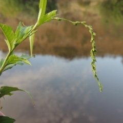 Persicaria hydropiper (Water Pepper) at Gigerline Nature Reserve - 11 Jan 2016 by michaelb