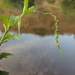 Persicaria hydropiper at Tennent, ACT - 11 Jan 2016 08:21 PM