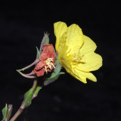 Oenothera stricta subsp. stricta (Common Evening Primrose) at Tennent, ACT - 11 Jan 2016 by MichaelBedingfield