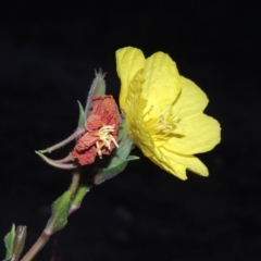 Oenothera stricta subsp. stricta (Common Evening Primrose) at Gigerline Nature Reserve - 11 Jan 2016 by michaelb