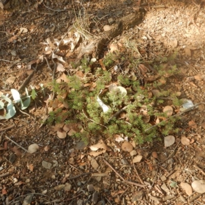 Pultenaea subspicata (Low Bush-pea) at Lake Ginninderra - 13 Apr 2016 by MichaelMulvaney