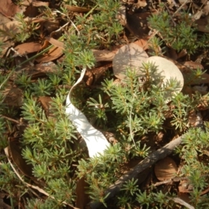 Pultenaea subspicata at Belconnen, ACT - 13 Apr 2016 04:07 PM