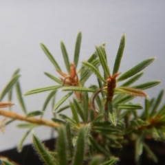 Pultenaea subspicata at Belconnen, ACT - 13 Apr 2016