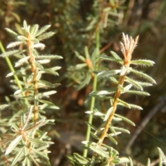 Pultenaea subspicata at Belconnen, ACT - 13 Apr 2016 04:07 PM