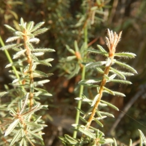 Pultenaea subspicata at Belconnen, ACT - 13 Apr 2016