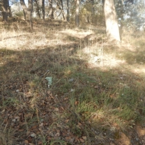 Pultenaea subspicata at Belconnen, ACT - 13 Apr 2016