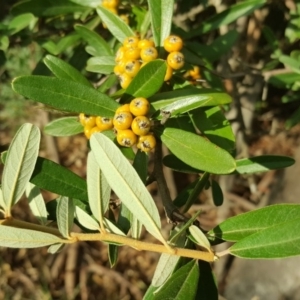 Pyracantha angustifolia at Isaacs, ACT - 12 Apr 2016