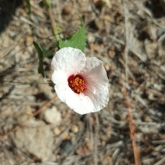 Pavonia hastata (Spearleaf Swampmallow) at Isaacs, ACT - 13 Apr 2016 by Mike